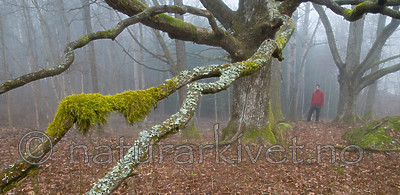 BB 12 0029 / Quercus robur / Sommereik
